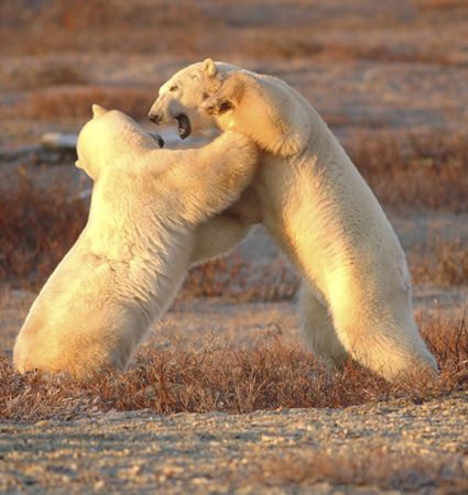 CHURCHILL POLAR BEARS