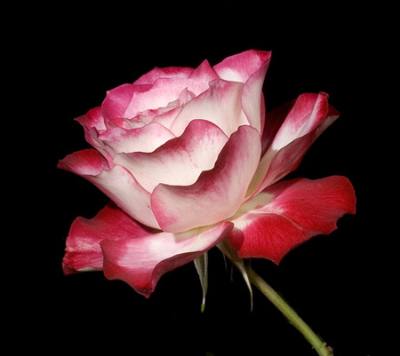 HUNTINGTON GARDEN ROSE