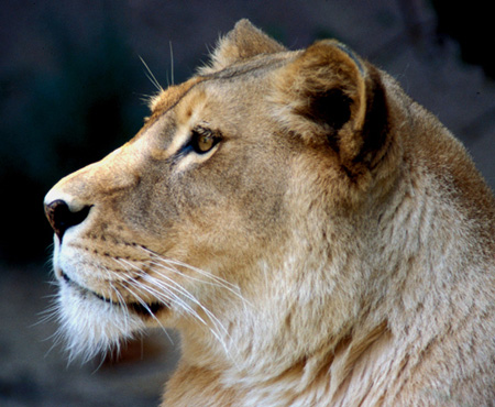 KENYA LIONESS