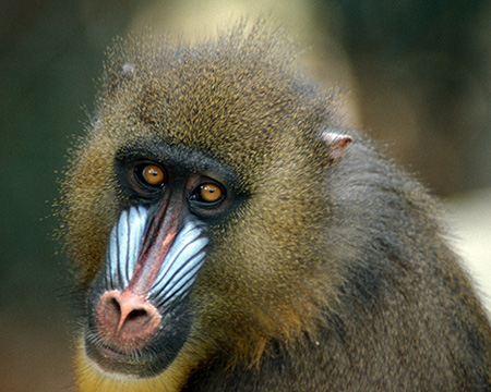 MANDRILL, TAMPA ZOO