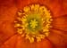 GARDEN FLOWER