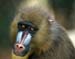 MANDRILL, TAMPA ZOO
