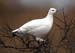 PTARMIGAN
