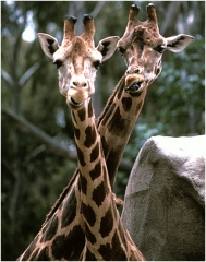 Crossed giraffes