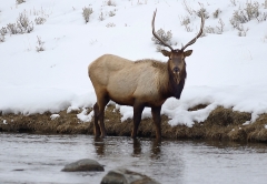 Elk