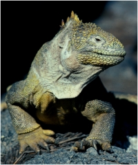 Galapogos iguana copy