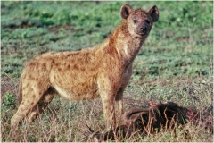 Hyena w Kill 4 print copy