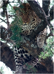Leopard copy