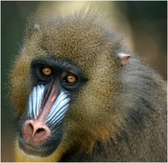 Mandrill for printing copy