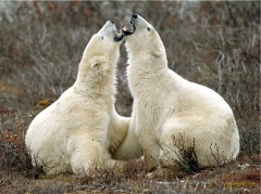 Polar Bear brothers