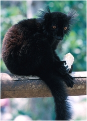 Ruffed lemur copy