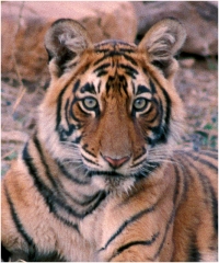 Tiger india copy