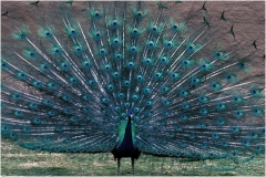 Peacock copy