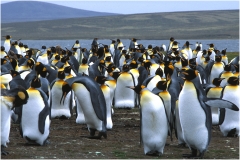 Penguin colony700 copy