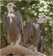 Vultures copy