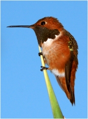 hummer cropped copy
