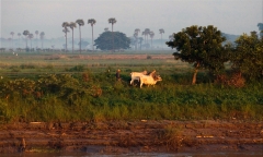 Burma 2011.119