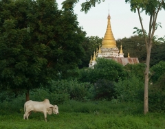 Burma 2011.148