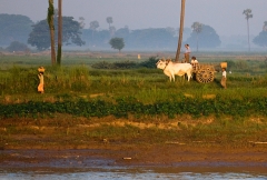 Burma 2011.223