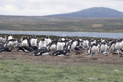 Falkland-Horiz06