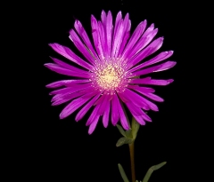 Purple flower 2 Sharp