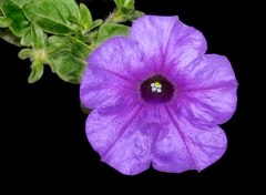 Purple flower Sharp