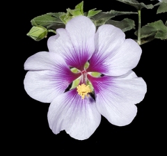 White purple stem