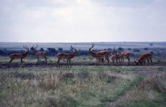Kenya-1979-007