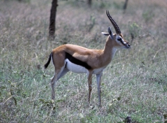 Kenya-1979-009