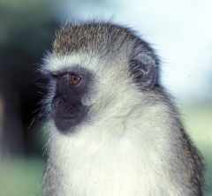 Kenya-1979-023