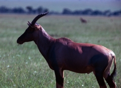 Kenya-1979-027