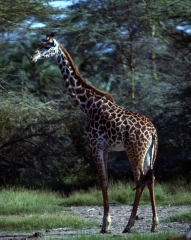 Kenya-1979-030