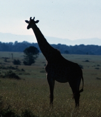 Kenya-1979-039