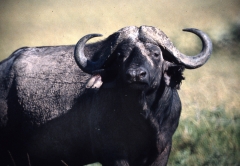 Kenya-1979-040
