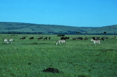 Kenya-1979-041