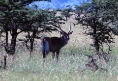 Kenya-1979-043