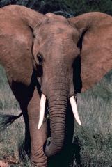Kenya-1979-049