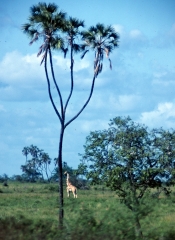Kenya-1979-054