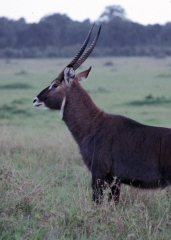 Kenya-1989-060