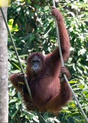 Borneo.028