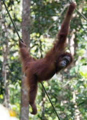 Borneo.029
