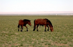 Mongolia 2005.059