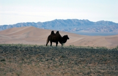 Mongolia 2005.080