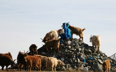 Mongolia 2005.095