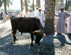 Oman auction