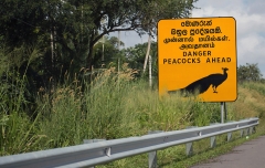 Sri Lanka.025