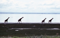 Tanzania-1989-005