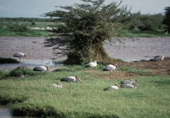 Tanzania-1989-008