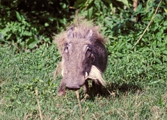 Tanzania-1989-010