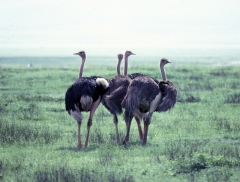 Tanzania-1989-034